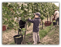 Vinobraní - Nejmladší pomocník Vítek