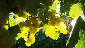 Vinařství Minařík - vinobraní