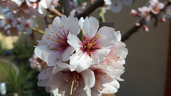 Jaro 2019 je zde - první kvetou mandloně